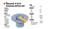 ROTOR DISTRIBUIDOR BUFFALO R-4 R-6 R-12 404 504