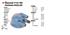 TAPA DISTRIBUIDOR DUCELLIER  505 GAMMA R-21